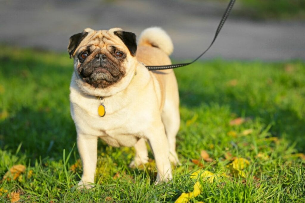 Cachorro de coleira em um parque