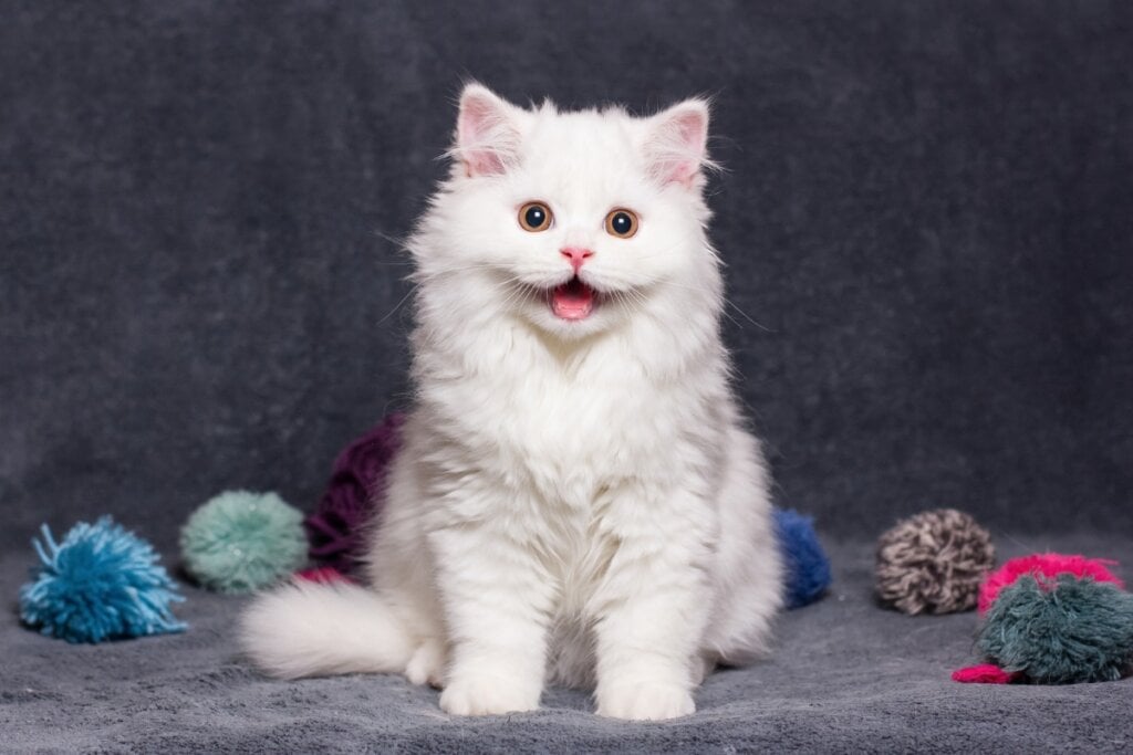 Gato branco sentado com brinquedos ao lado