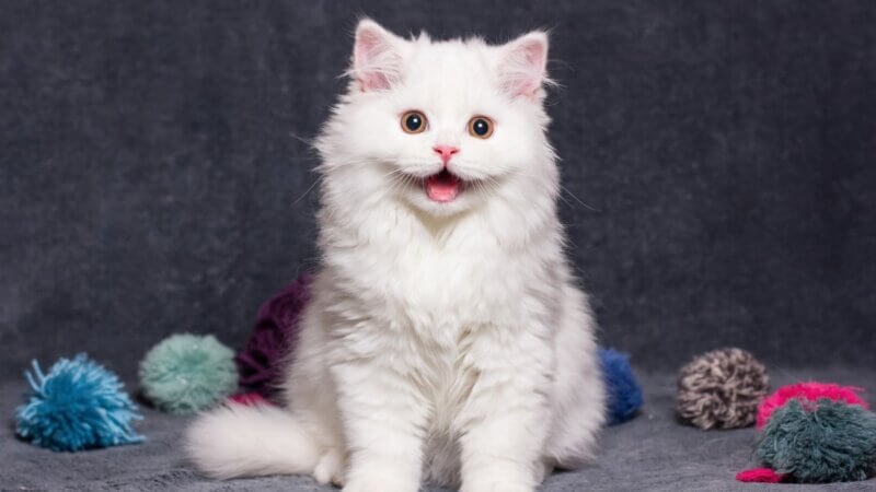 7 curiosidades sobre os gatos brancos
