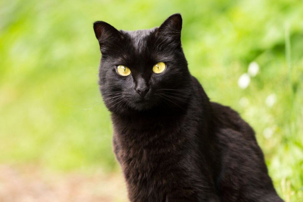 Gato da raça Bombaim preto com olhos amarelos e sentado. O fundo da imagem é verde