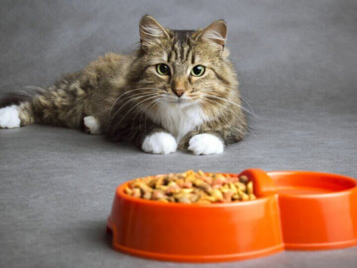 5 dicas para melhorar a alimentação do seu gato