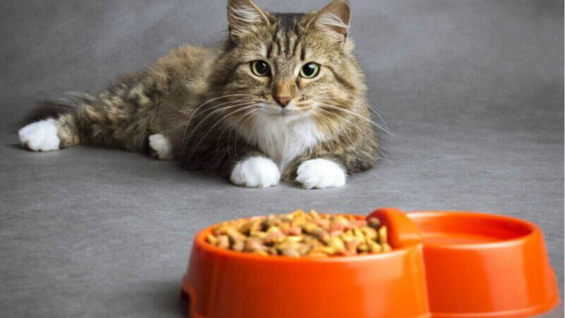 5 dicas para melhorar a alimentação do seu gato