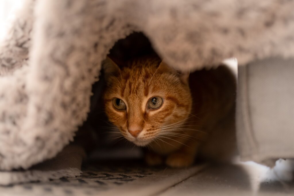 Gato se escondendo embaixo de uma coberta