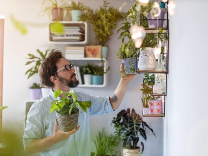 7 dicas para cuidar de plantas em casa