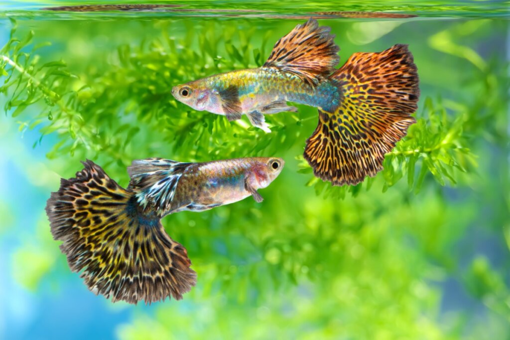 Peixe lebiste nadando em aquário