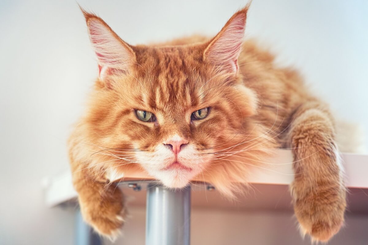 6 raças de gato que só aparentam ser bravas 
