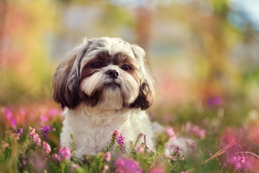 Cachorro da raça shih tzu andando em um jardim florido 