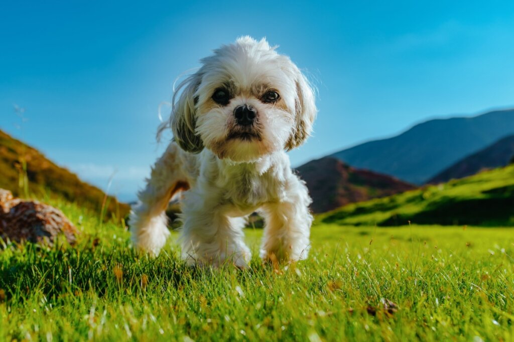 Cachorro da raça Shih tzu andando em gramado