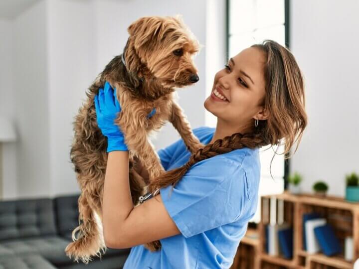 8 sinais para levar o seu animal ao veterinário