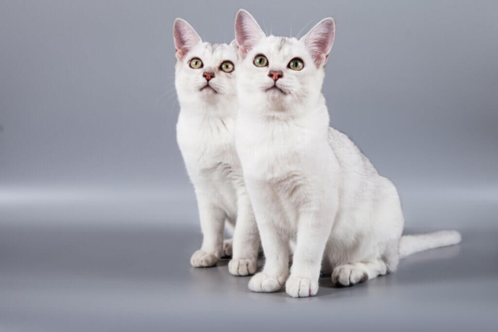 Dois gatos da raça burmilla brancos sentados e olhando para cima