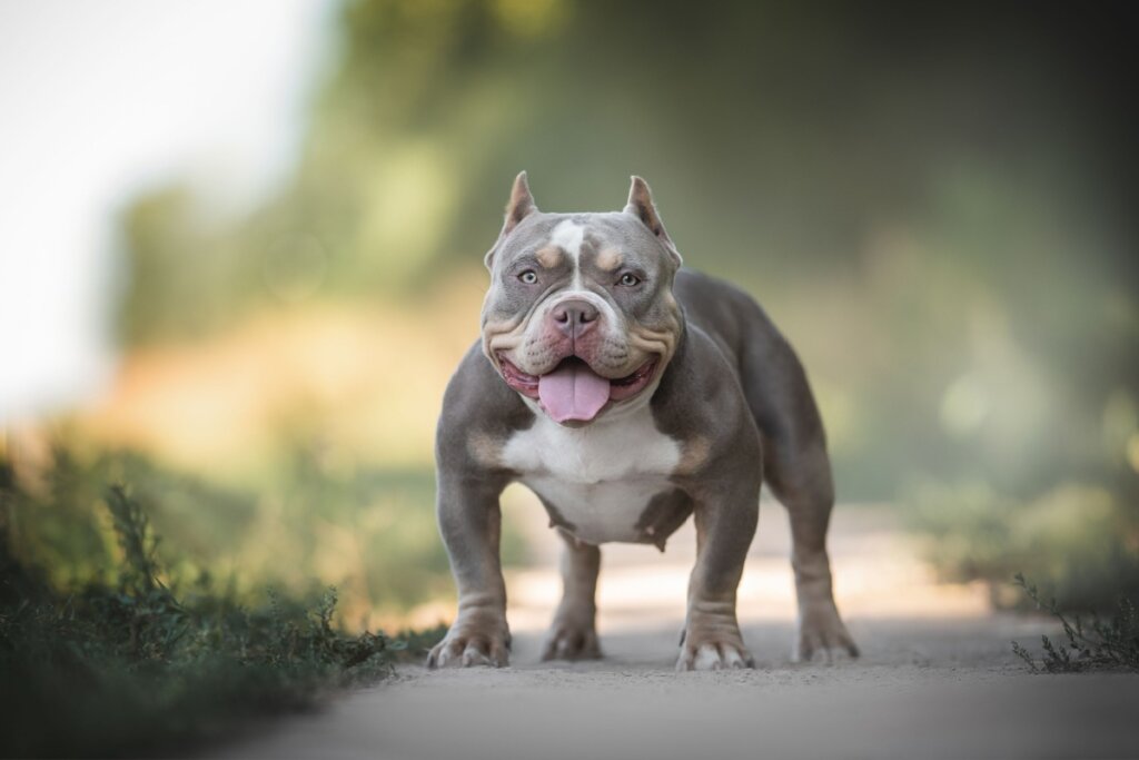 Cachorro american bully marrom e branco com a língua para fora