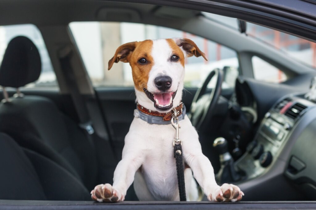 Cachorro branco e marrom em janela de carro