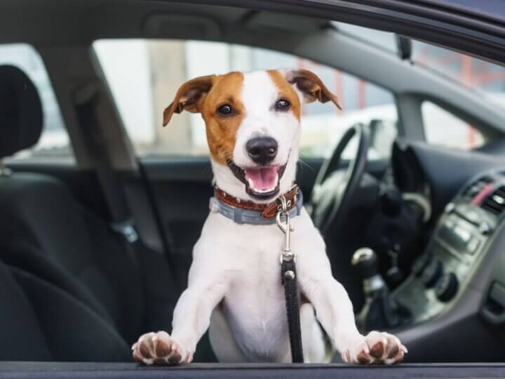 8 dicas para transportar animais no carro com segurança 