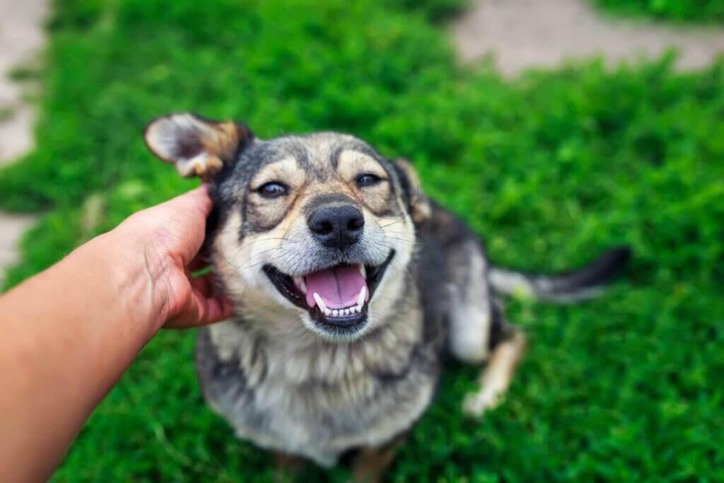 cachorro recebendo carinho