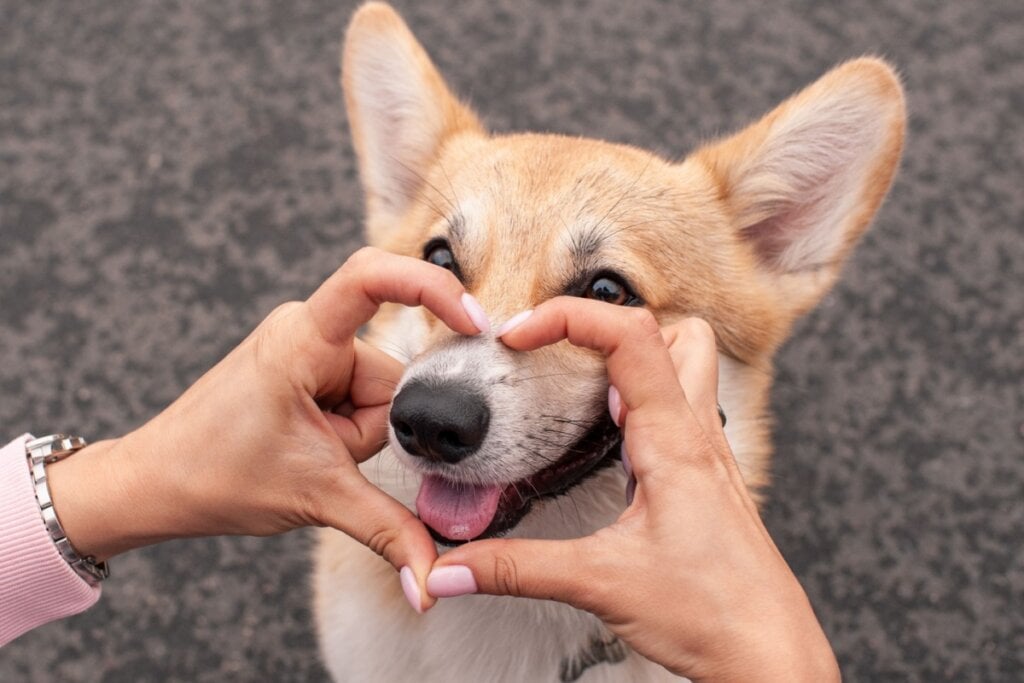 Pessoa fazendo um coração ao redor do focinho do cachorro