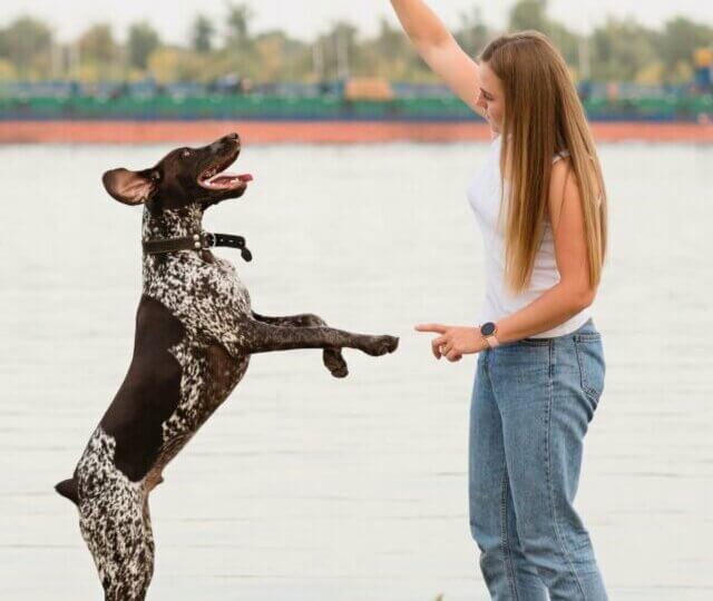 7 dicas para treinar o seu cachorro de forma positiva