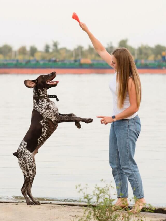 7 dicas para treinar o seu cachorro de forma positiva