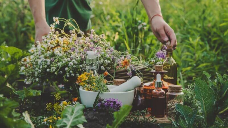 7 benefícios das ervas medicinais para a saúde