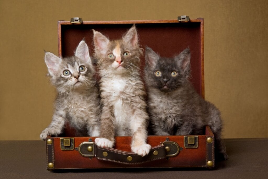 Três filhotes de gatos da raça LaPerm com cores diferentes dentro de mala