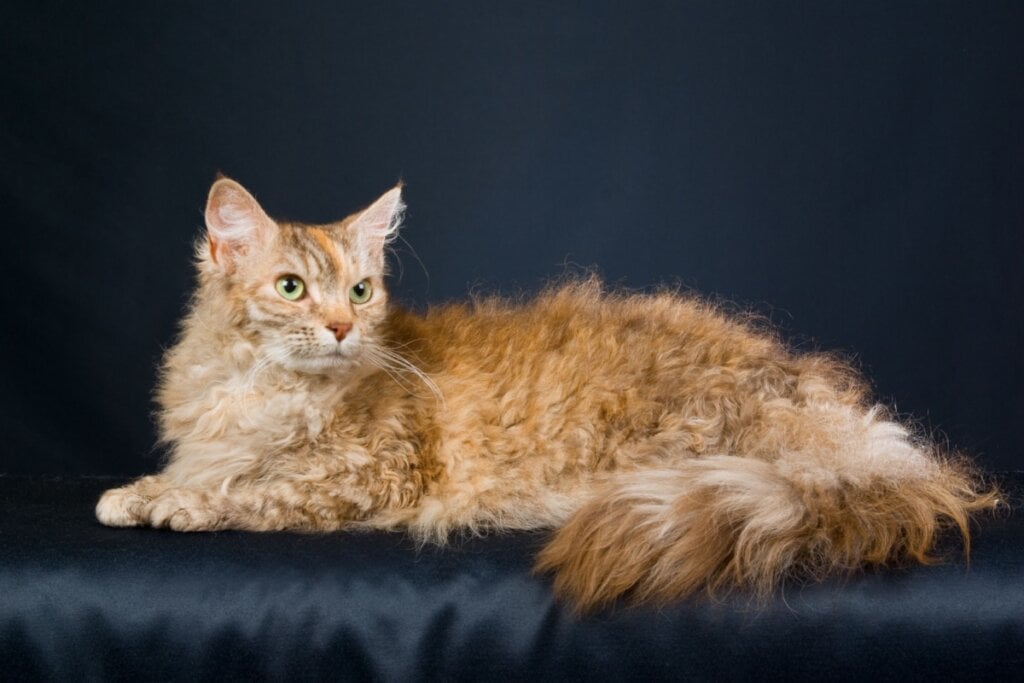 Gato da raça LaPerm com pelagem laranja e encaracolada. Ele está deitado em superfície com pano escuro