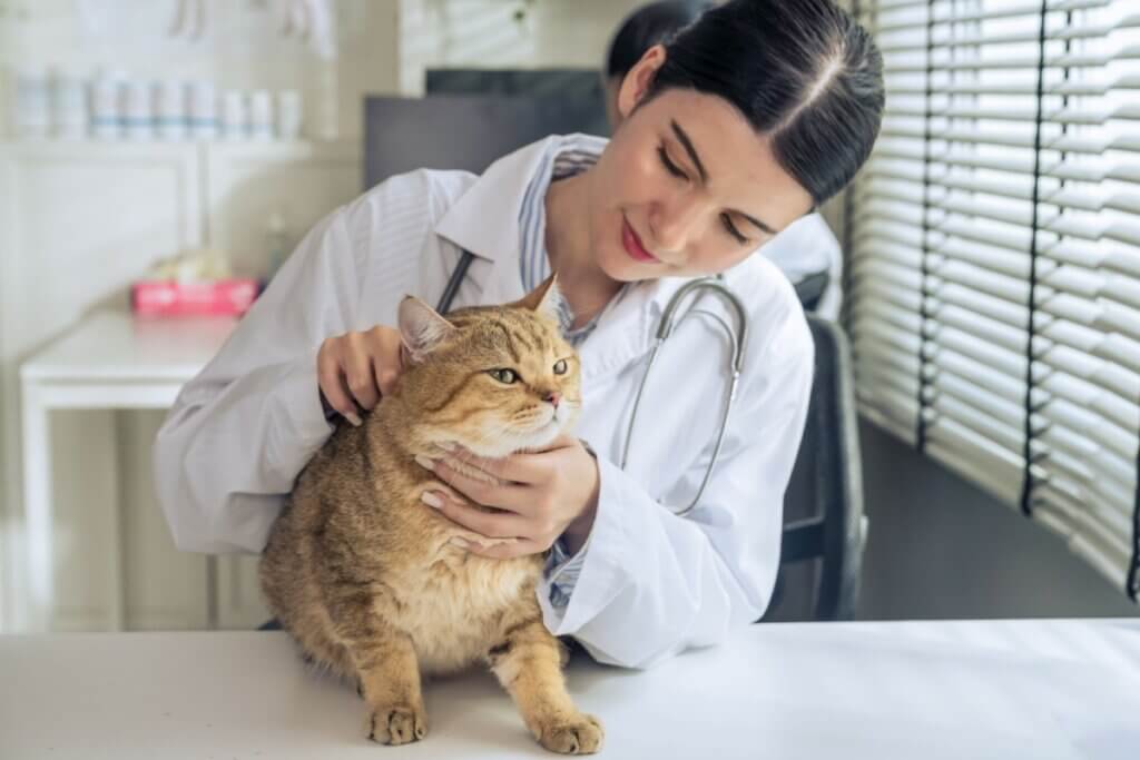 gato em consulta com veterinária 