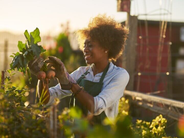 4 dicas para plantar e cultivar hortaliças