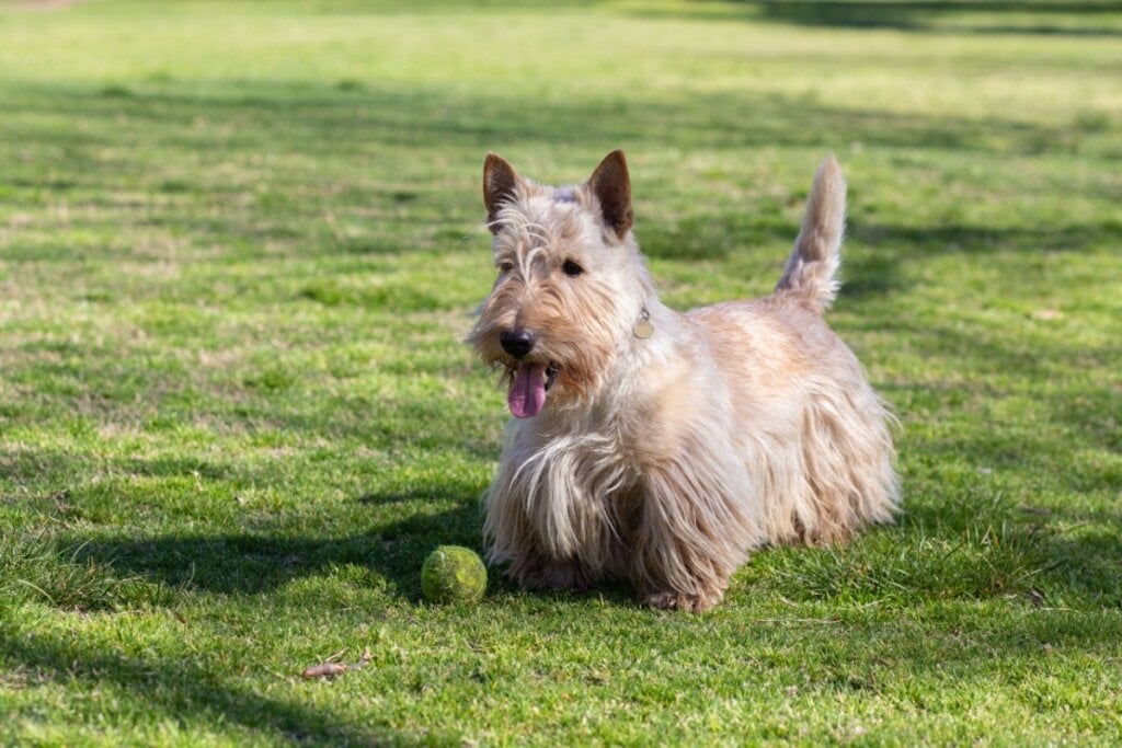 Cachorro da raça scottish terrier brincando com bolinha em um gramado 