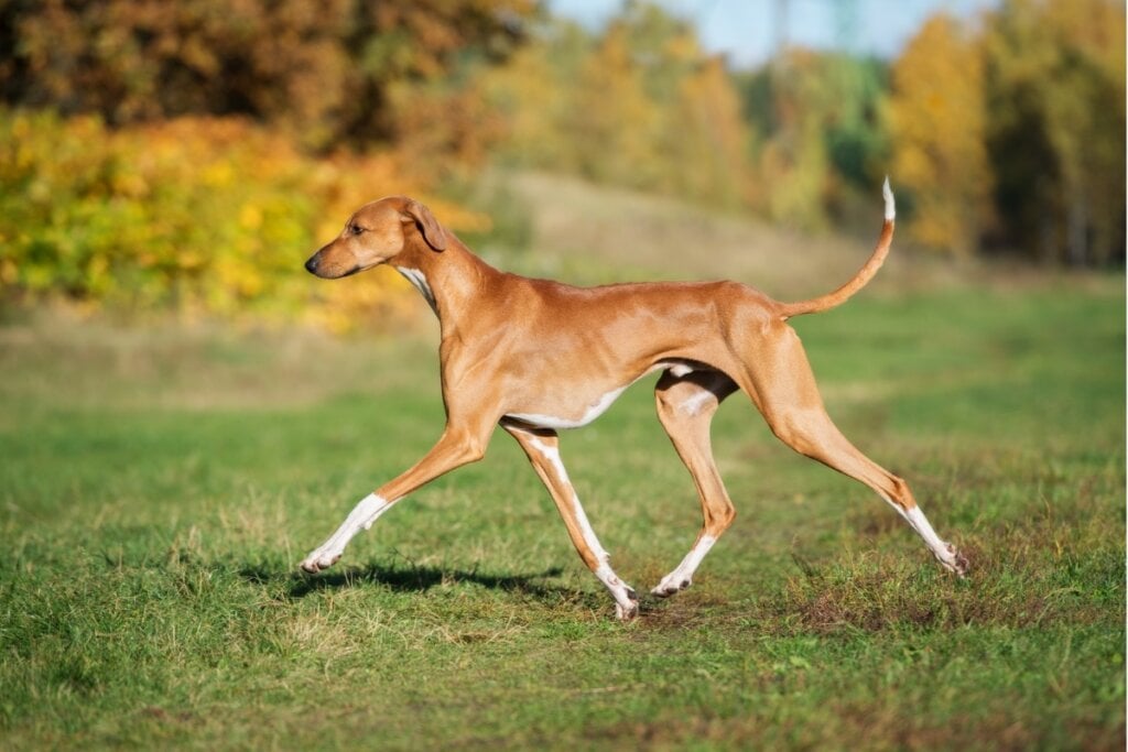 Cachorro da raça  Azawakh andando na grama 