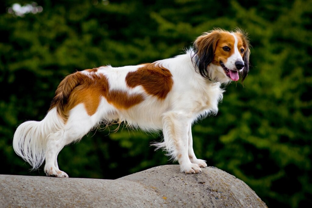 Cachorro kooikerhondje em cima de uma pedra