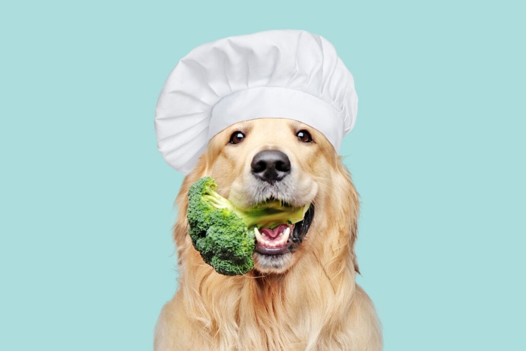 Cachorro com florete de brócolis na boca e gorro na cabeça