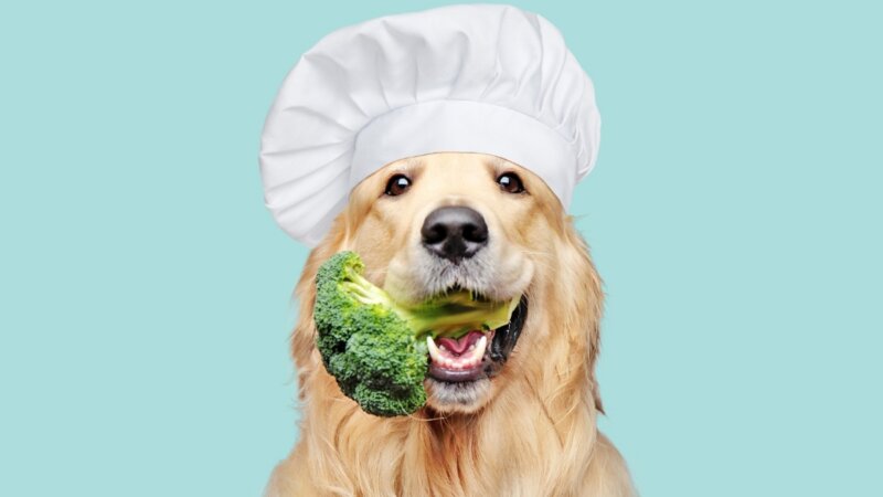 7 vegetais para incluir na alimentação do cachorro