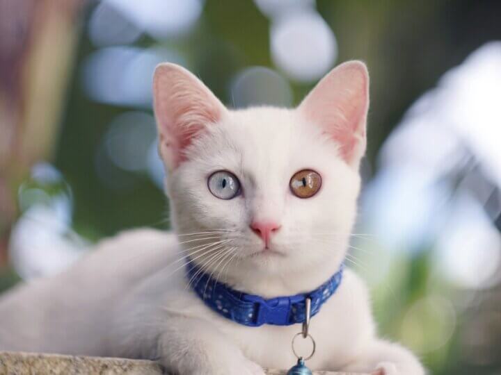 4 características do gato da raça khao manee