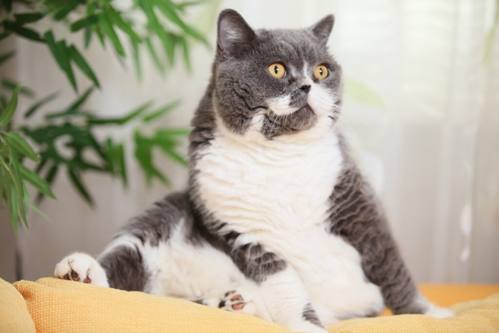 Gato branco e cinza gordinho sentado em um sofá