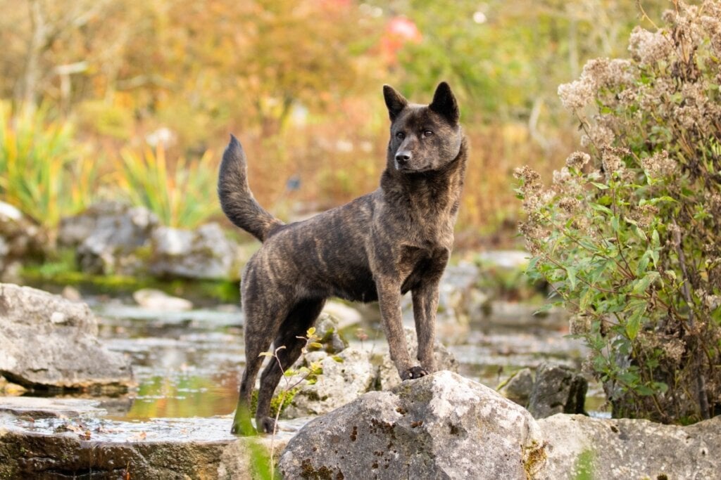 Cachorro da raça Kai ken em cima de uma pedra rodeado por árvores 