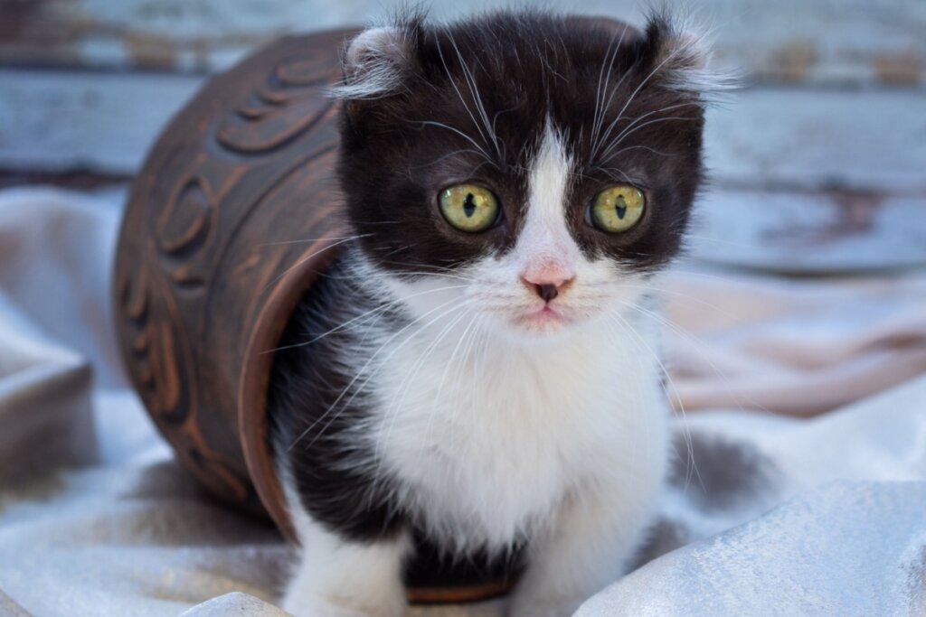 Gato Kinkalow preto e branco dentro de pote de barro