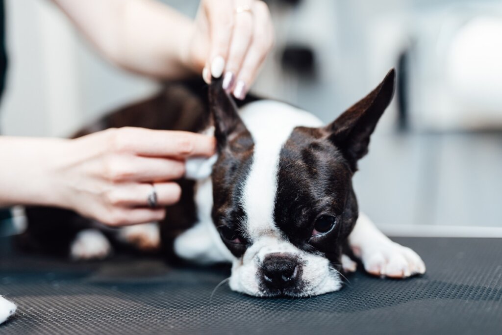 Cachorro deitado com duas mãos femininas limpando a sua orelha