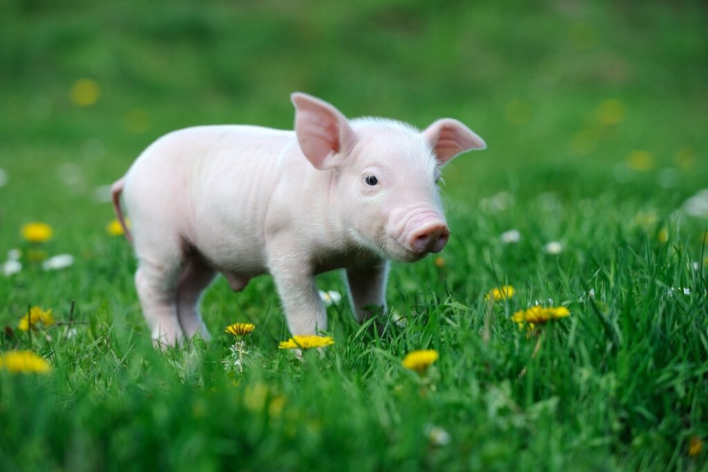 Mini porco andando em uma grama com flores amarelas