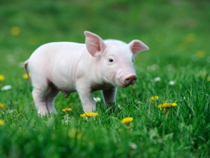 7 coisas que você precisa saber antes de adotar um mini porco