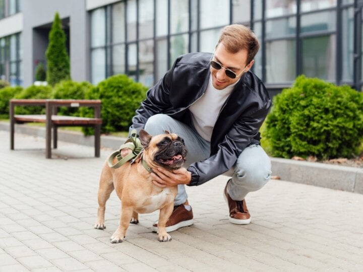 8 cuidados ao passear com o cachorro na rua