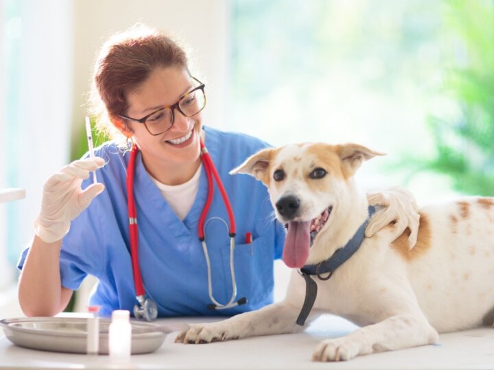 Veja quando vacinar cachorros e gatos