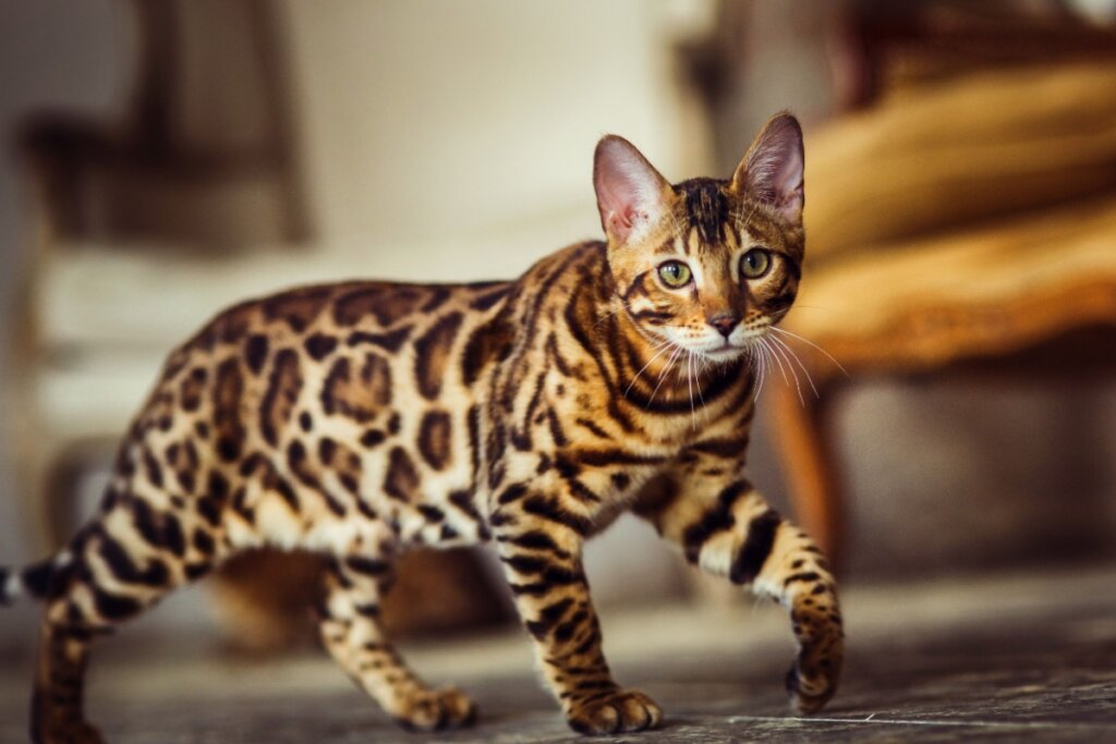 Gato da raça bengal andando na sala, ao fundo é possível ver uma poltrona