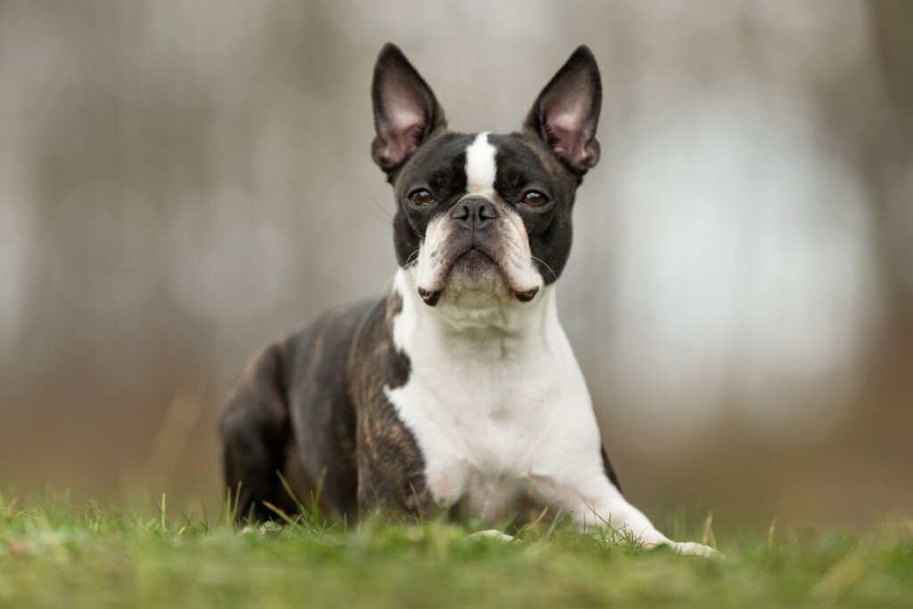 boston terrier sentado em um gramado