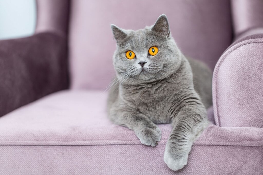 Gato da raça british shorthair sentado em uma poltrona roxa, sua pelagem é cinza e ele tem olhos amarelos