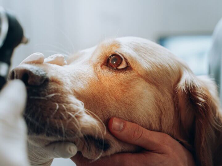 5 doenças oculares comuns em cachorros e gatos