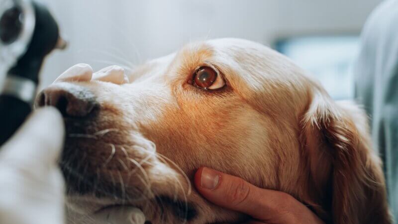 5 doenças oculares comuns em cachorros e gatos