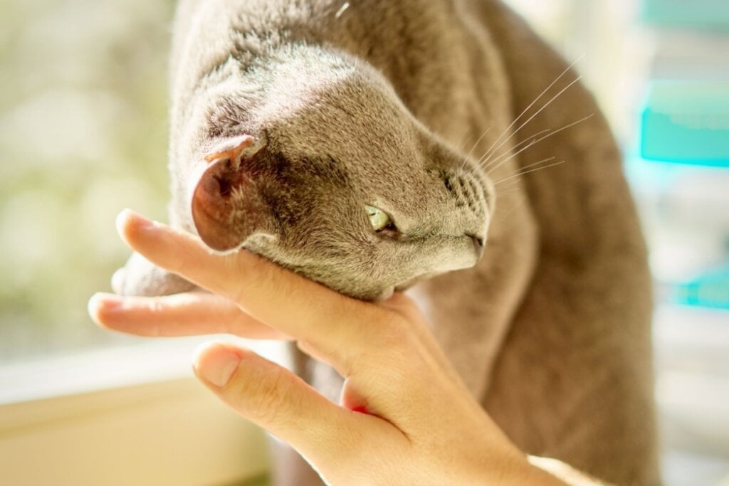 Gato esfregando a cabeça na mão de uma pessoa 