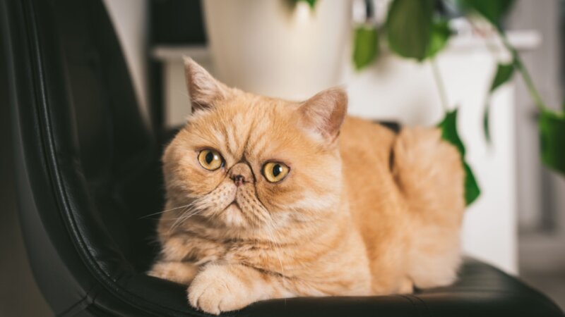 8 raças de gato ideais para apartamento 