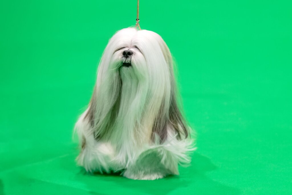 Lhasa apso em fundo verde