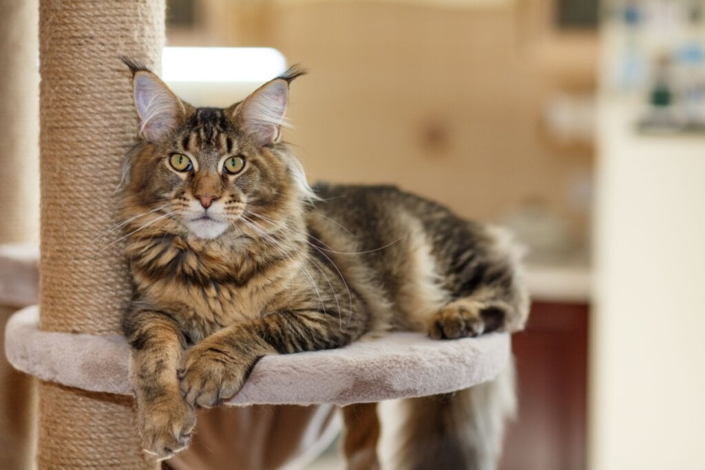 Gato da raça maine coon, caramelo e amarronzado, deitado em um arranhador para gatos