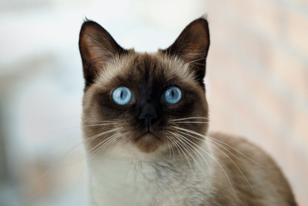 Gato da raça siamês parado olhando para foto, seu rosto é de pelagem branca e marrom e com olhos azuis. 